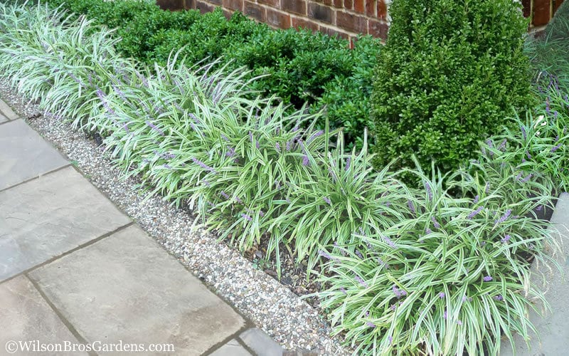 Variegated Liriope - Evergreen Groundcover - Free Shipping