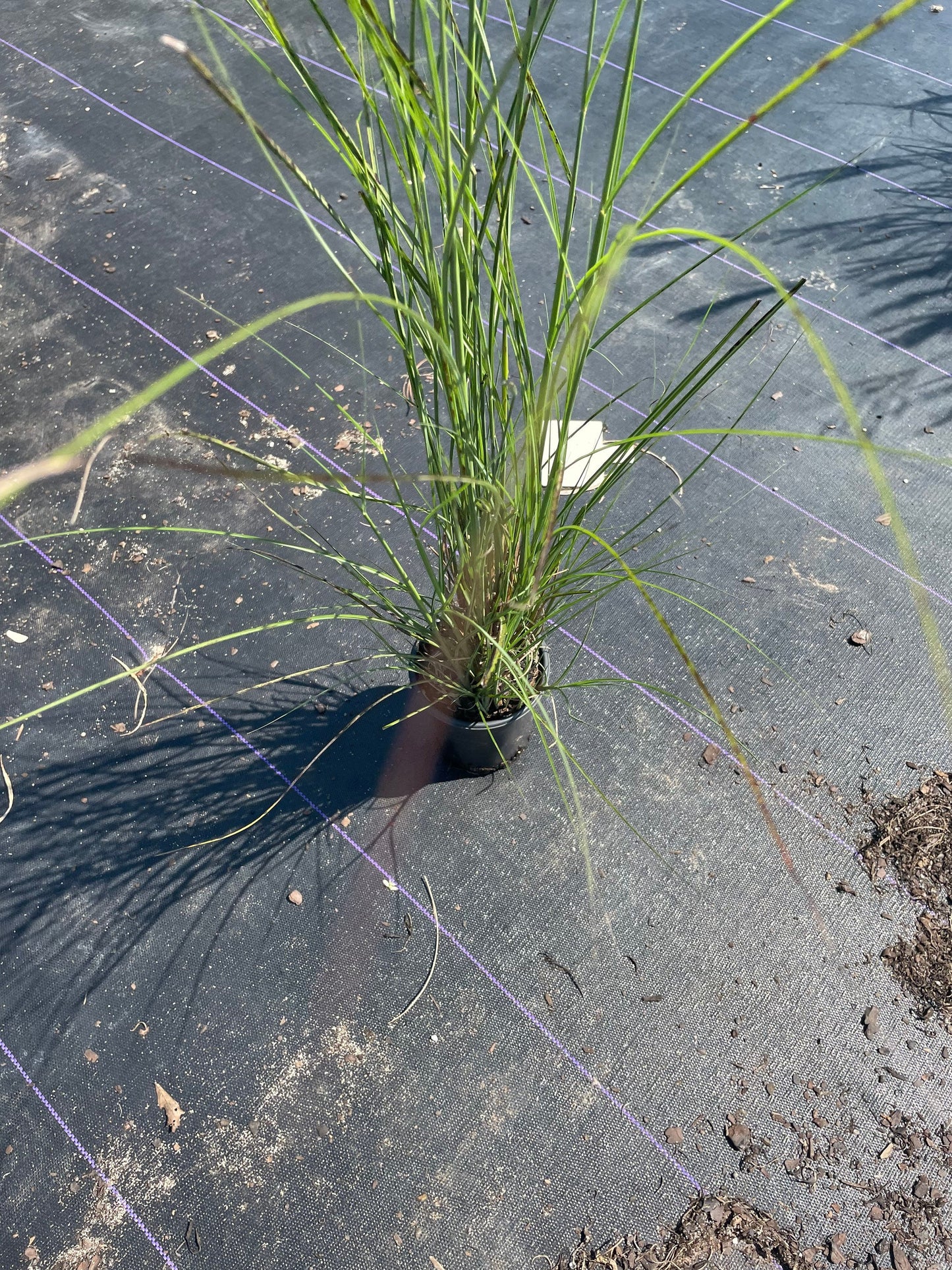 MAIDEN GRASS - Miscanthus Sinesis 'Gracillimus' - 1 Gallon Ornamental Grass