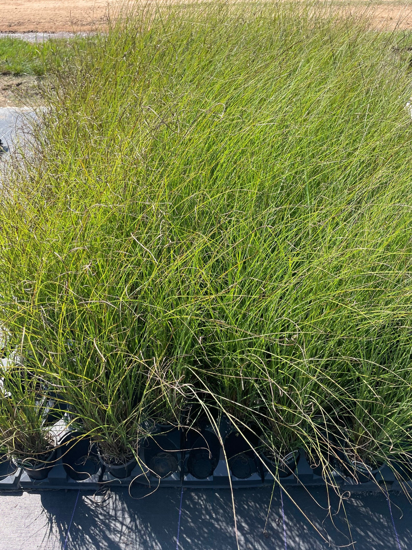 MAIDEN GRASS - Miscanthus Sinesis 'Gracillimus' - 1 Gallon Ornamental Grass