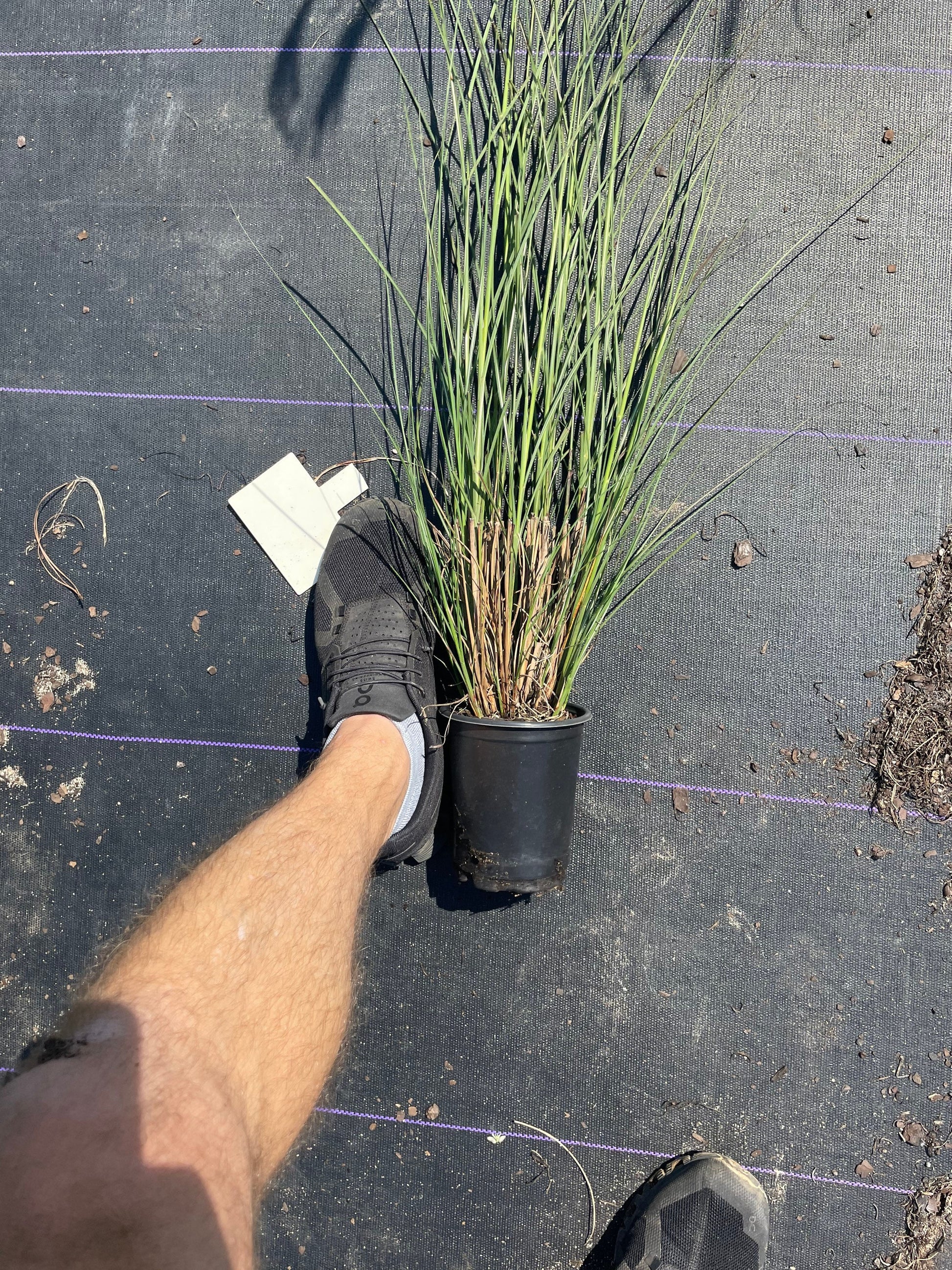 MAIDEN GRASS - Miscanthus Sinesis 'Gracillimus' - 1 Gallon Ornamental Grass