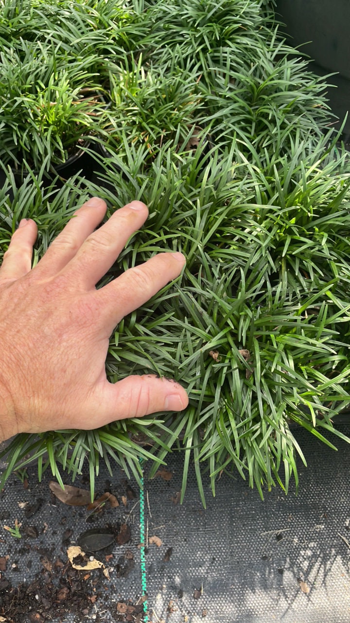 DWARF MONDO - Groundcover Plants - 1 Quart Size - 6 Plants Per Order - Free Shipping