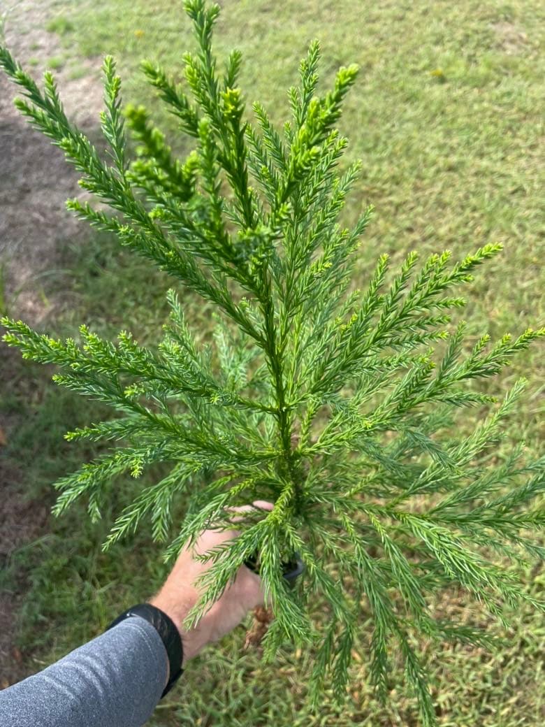 CRYPTOMERIA 'Radican' - GREAT SCREEN! - 4 plants with each order!