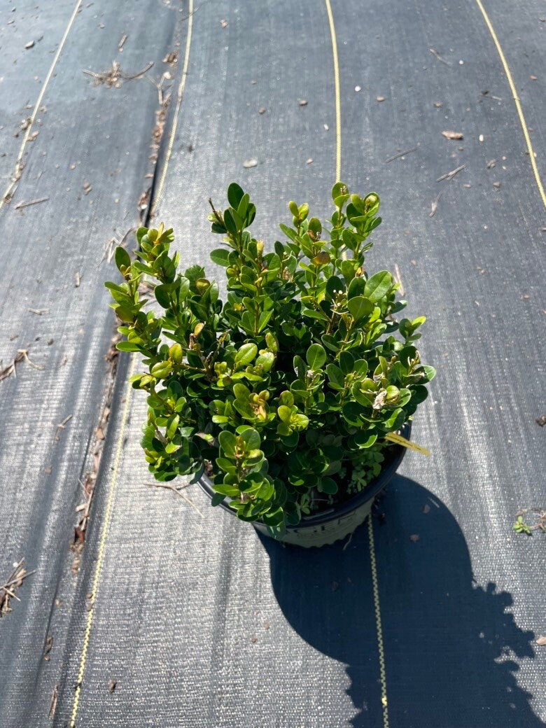 DWARF BOXWOOD New Gen 'Independence' - American Boxwood - Boxwood Garden - Container Plant - Topiary Boxwood - Boxwood Maze - Bonsai plant