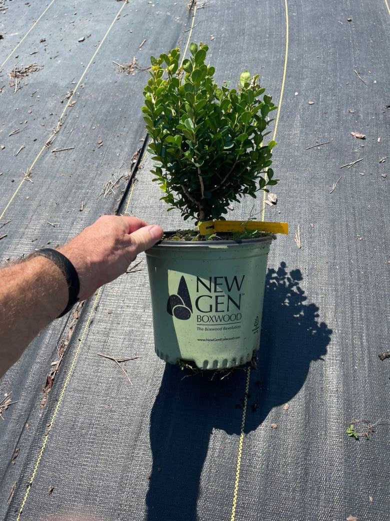 DWARF BOXWOOD New Gen 'Independence' - American Boxwood - Boxwood Garden - Container Plant - Topiary Boxwood - Boxwood Maze - Bonsai plant