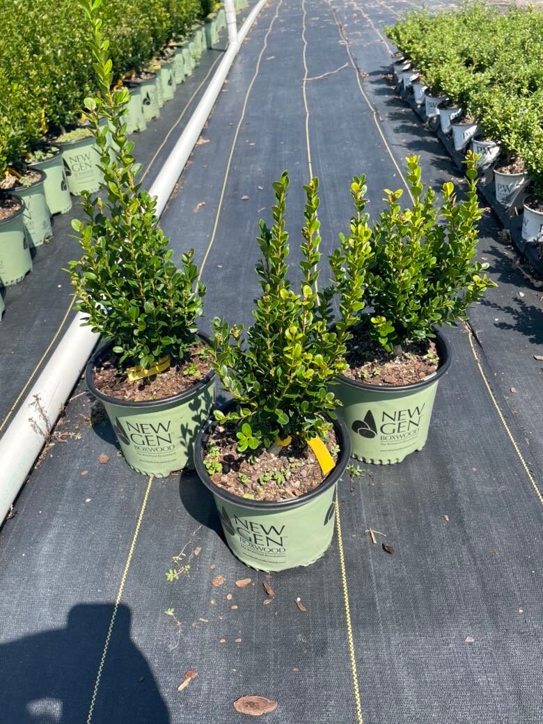 DWARF BOXWOOD New Gen 'Independence' - American Boxwood - Boxwood Garden - Container Plant - Topiary Boxwood - Boxwood Maze - Bonsai plant