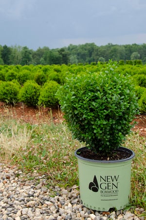 DWARF BOXWOOD New Gen 'Independence' - American Boxwood - Boxwood Garden - Container Plant - Topiary Boxwood - Boxwood Maze - Bonsai plant