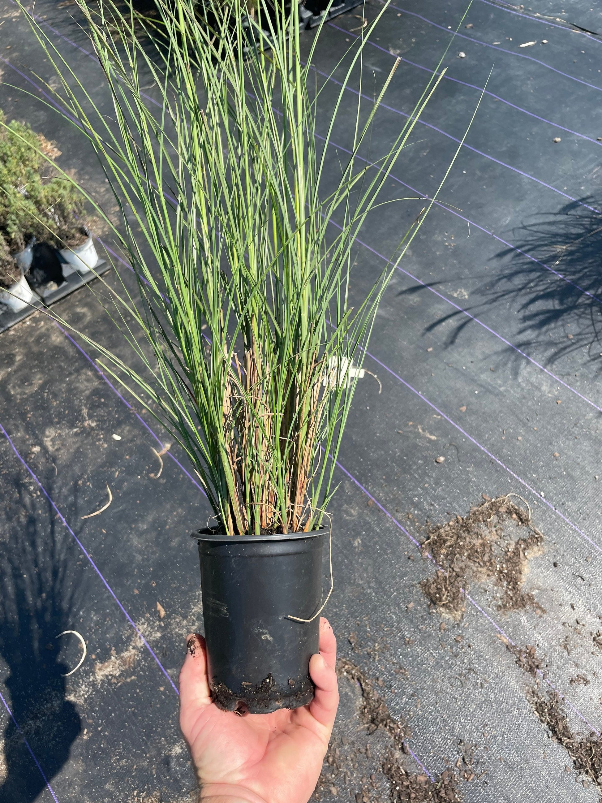 MAIDEN GRASS - Miscanthus Sinesis 'Gracillimus' - 1 Gallon Ornamental Grass