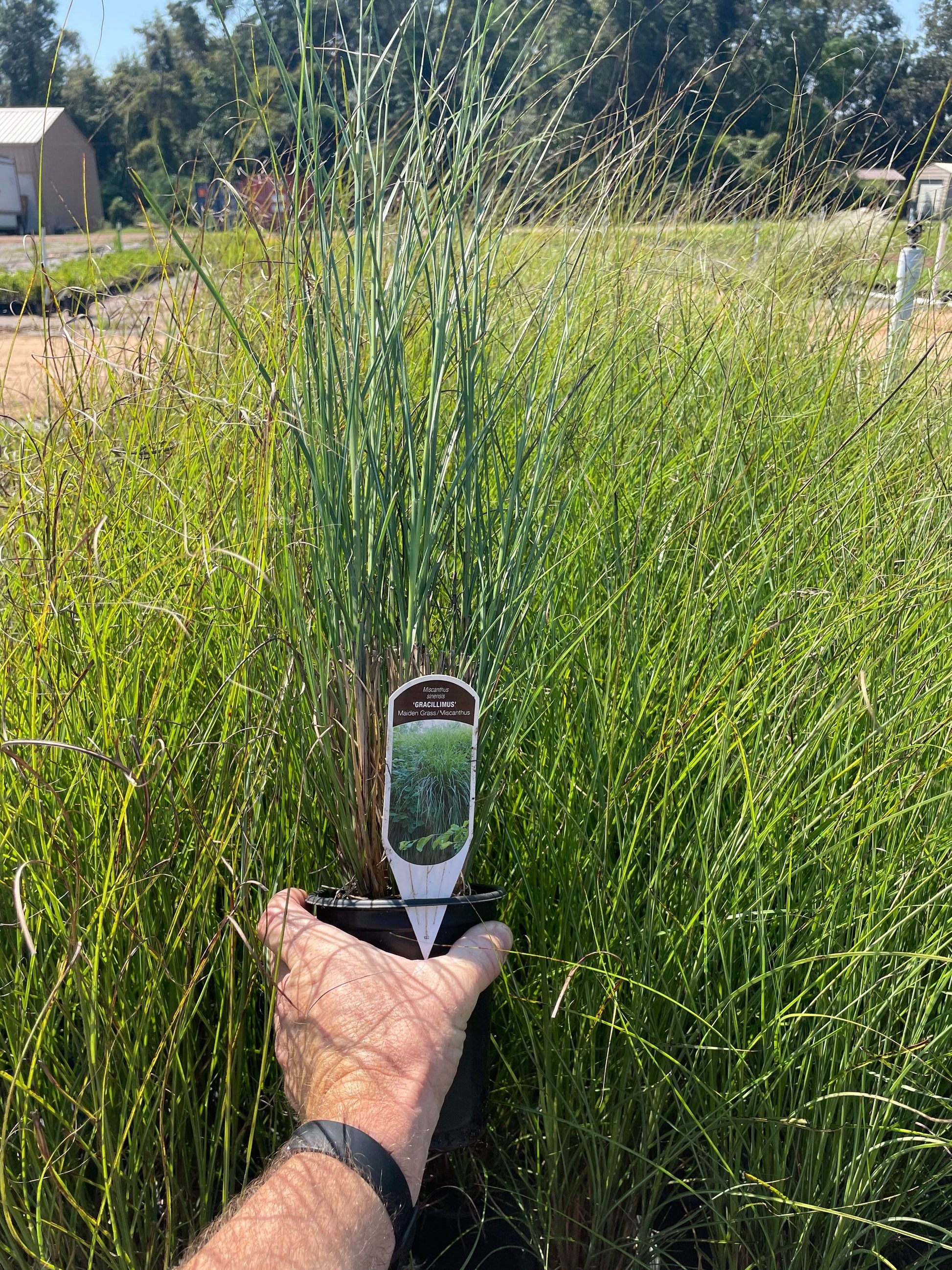 MAIDEN GRASS - Miscanthus Sinesis 'Gracillimus' - 1 Gallon Ornamental Grass