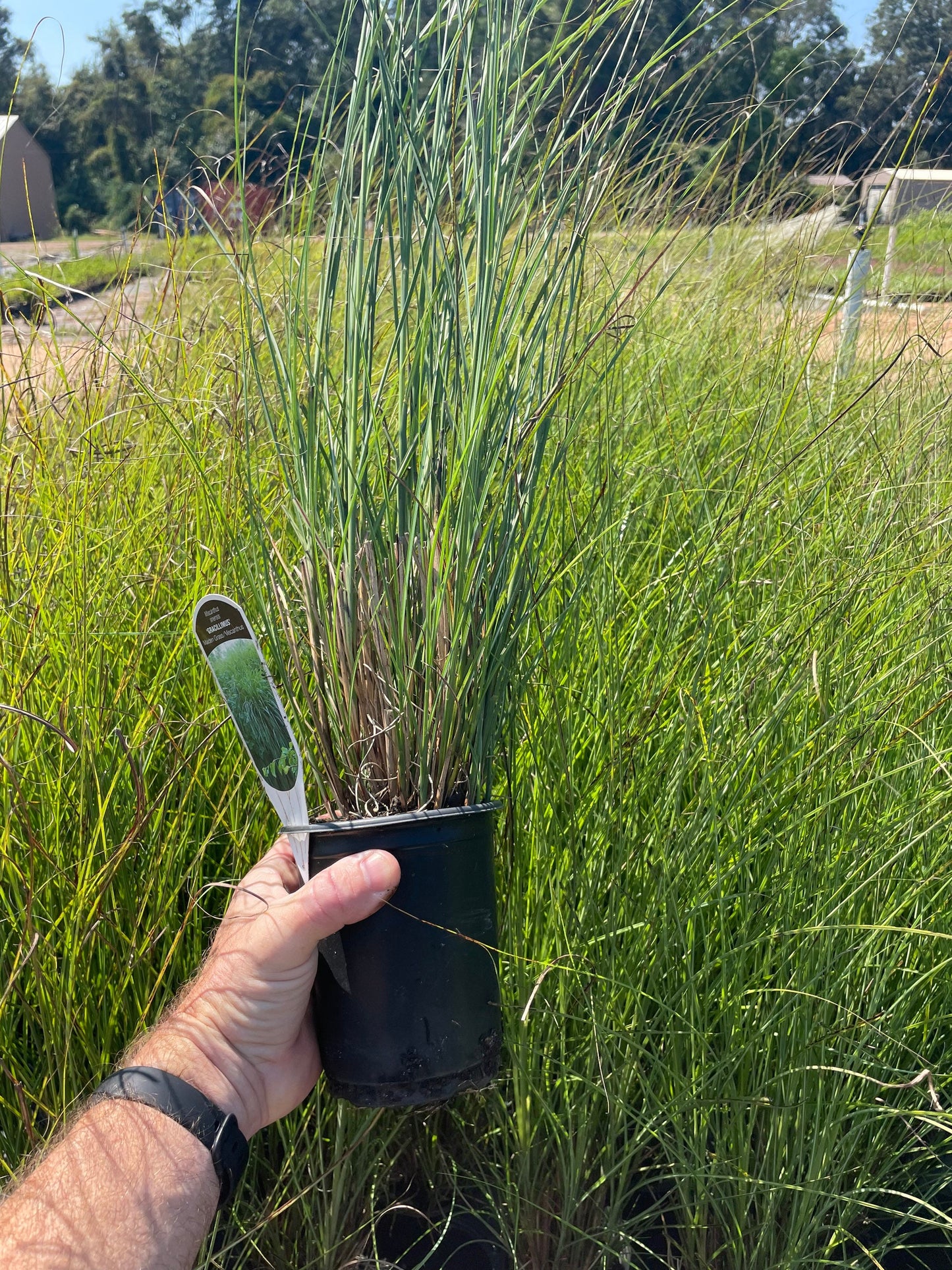 MAIDEN GRASS - Miscanthus Sinesis 'Gracillimus' - 1 Gallon Ornamental Grass