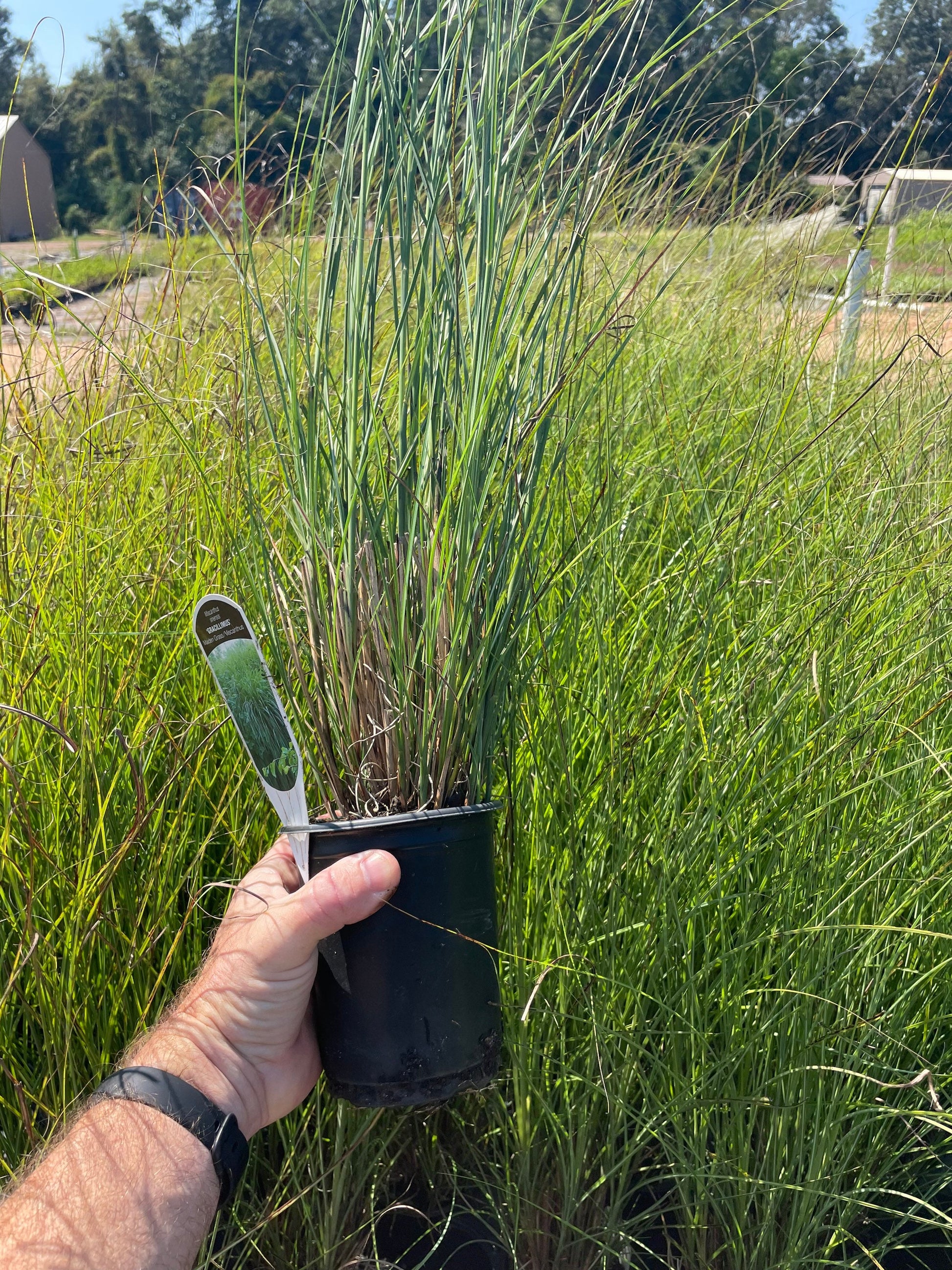 MAIDEN GRASS - Miscanthus Sinesis 'Gracillimus' - 1 Gallon Ornamental Grass