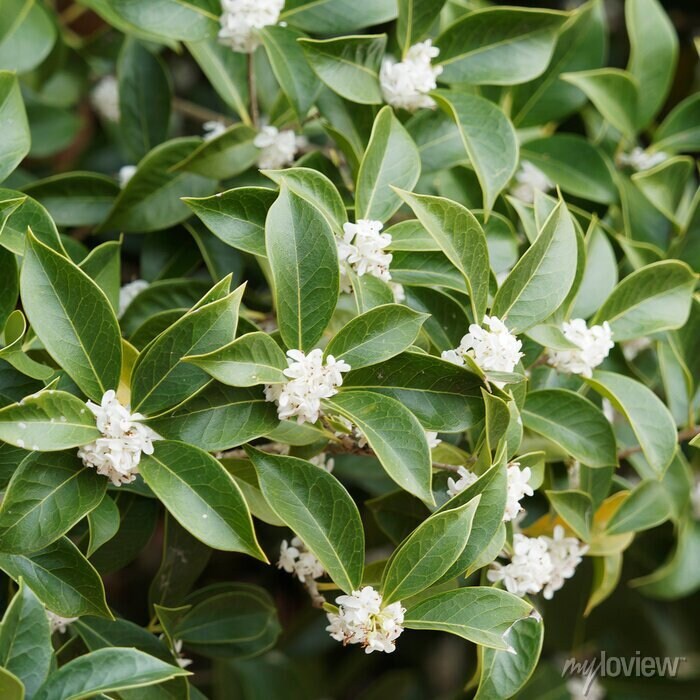 Premium Fragrant Tea Olive: Heavenly Scented Evergreen Shrub - Fast Shipping!