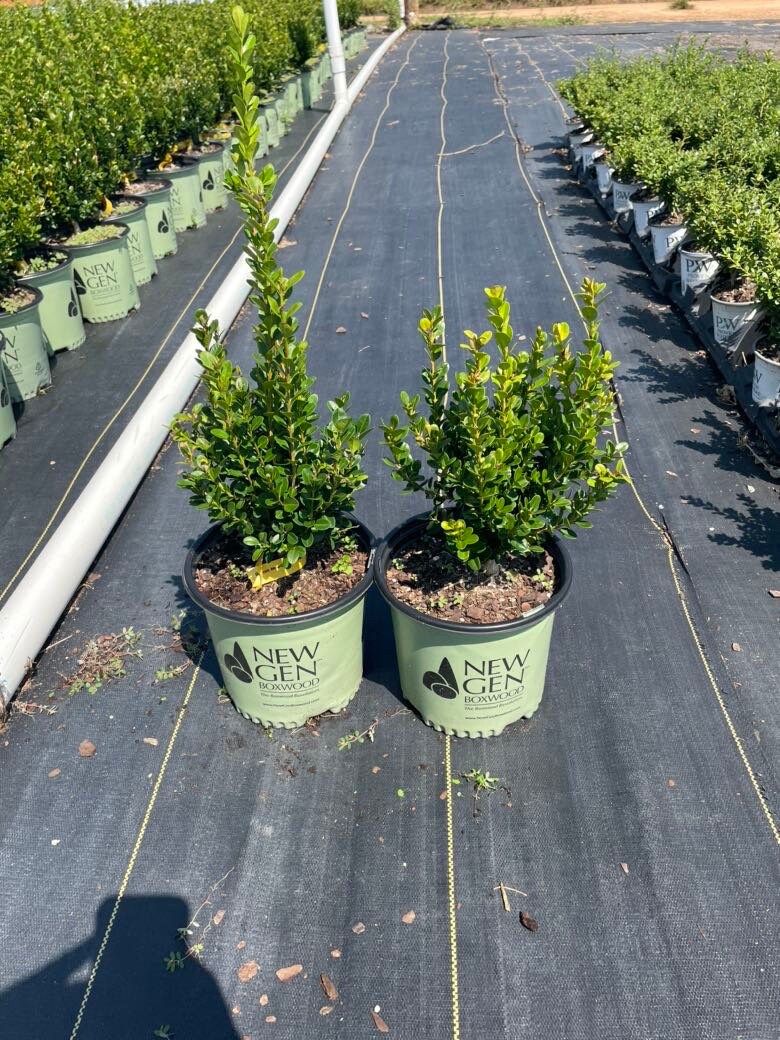 DWARF BOXWOOD New Gen 'Independence' - American Boxwood - Boxwood Garden - Container Plant - Topiary Boxwood - Boxwood Maze - Bonsai plant