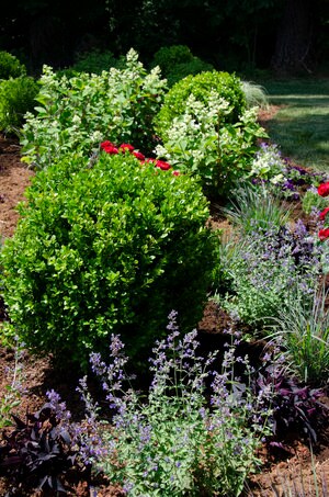 DWARF BOXWOOD New Gen 'Independence' - American Boxwood - Boxwood Garden - Container Plant - Topiary Boxwood - Boxwood Maze - Bonsai plant