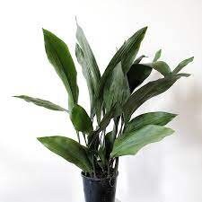 CAST IRON PLANT - Aspidistra elatior - Free Shipping!