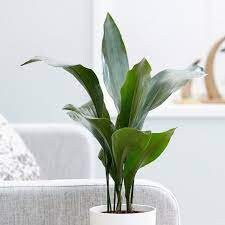 CAST IRON PLANT - Aspidistra elatior - Free Shipping!