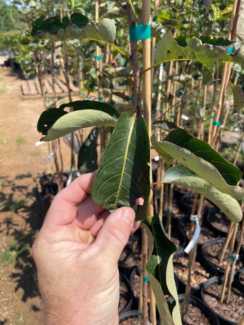 FUYU PERSIMMON - 3’ or 4’ Tall - FREE SHIPPING