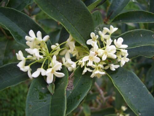 Premium Fragrant Tea Olive: Heavenly Scented Evergreen Shrub - Fast Shipping!