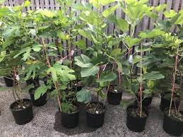 TURKEY FIG TREE - 3 Gallon - Free Shipping - Edible Fruit