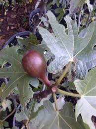 TURKEY FIG TREE - 3 Gallon - Free Shipping - Edible Fruit