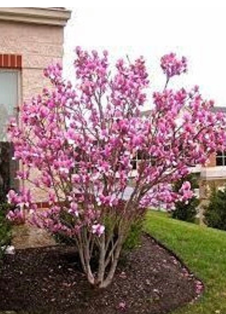 Japanese Saucer Magnolia ‘Alexandrina’ - Pink Flowers - Quart and 3 Gallon Plant Sizes to Choose From - Free Shipping