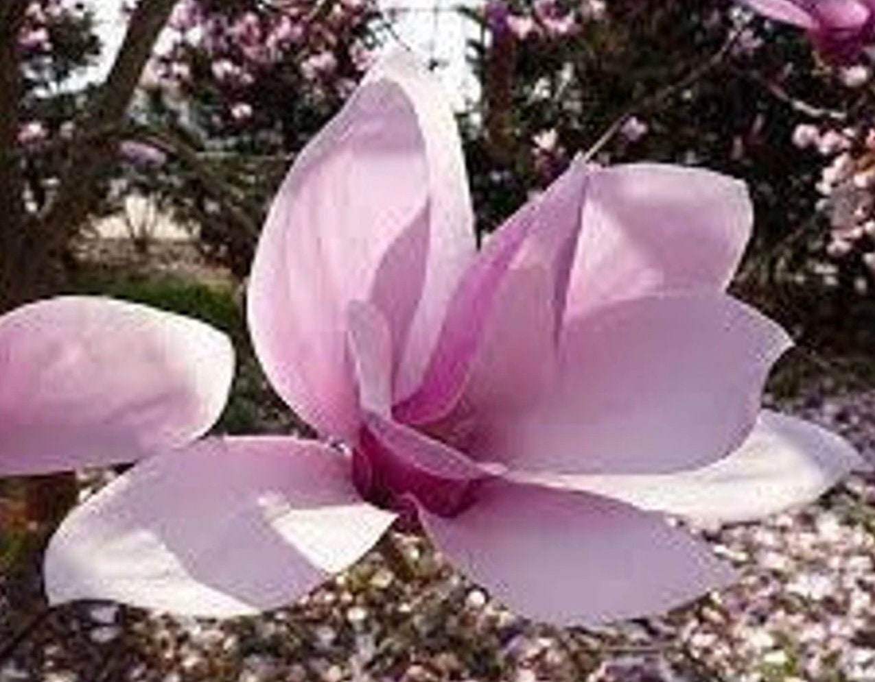 Japanese Saucer Magnolia ‘Alexandrina’ - Pink Flowers - Quart and 3 Gallon Plant Sizes to Choose From - Free Shipping