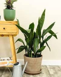 CAST IRON PLANT - Aspidistra elatior - Free Shipping!