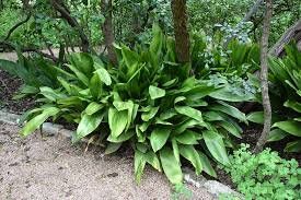 CAST IRON PLANT - Aspidistra elatior - Free Shipping!