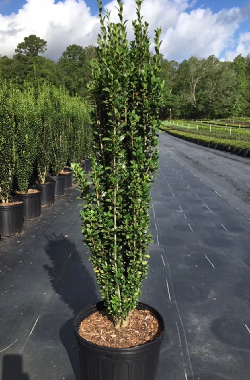 Sky Pencil Holly | Ilex crenata 'Sky Pencil' | Free Ground Shipping