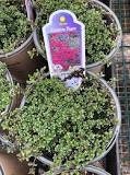 Creeping Red Thyme - Fragrant Ground Cover, Crimson Blooms, Easy Care - Fast Shipping