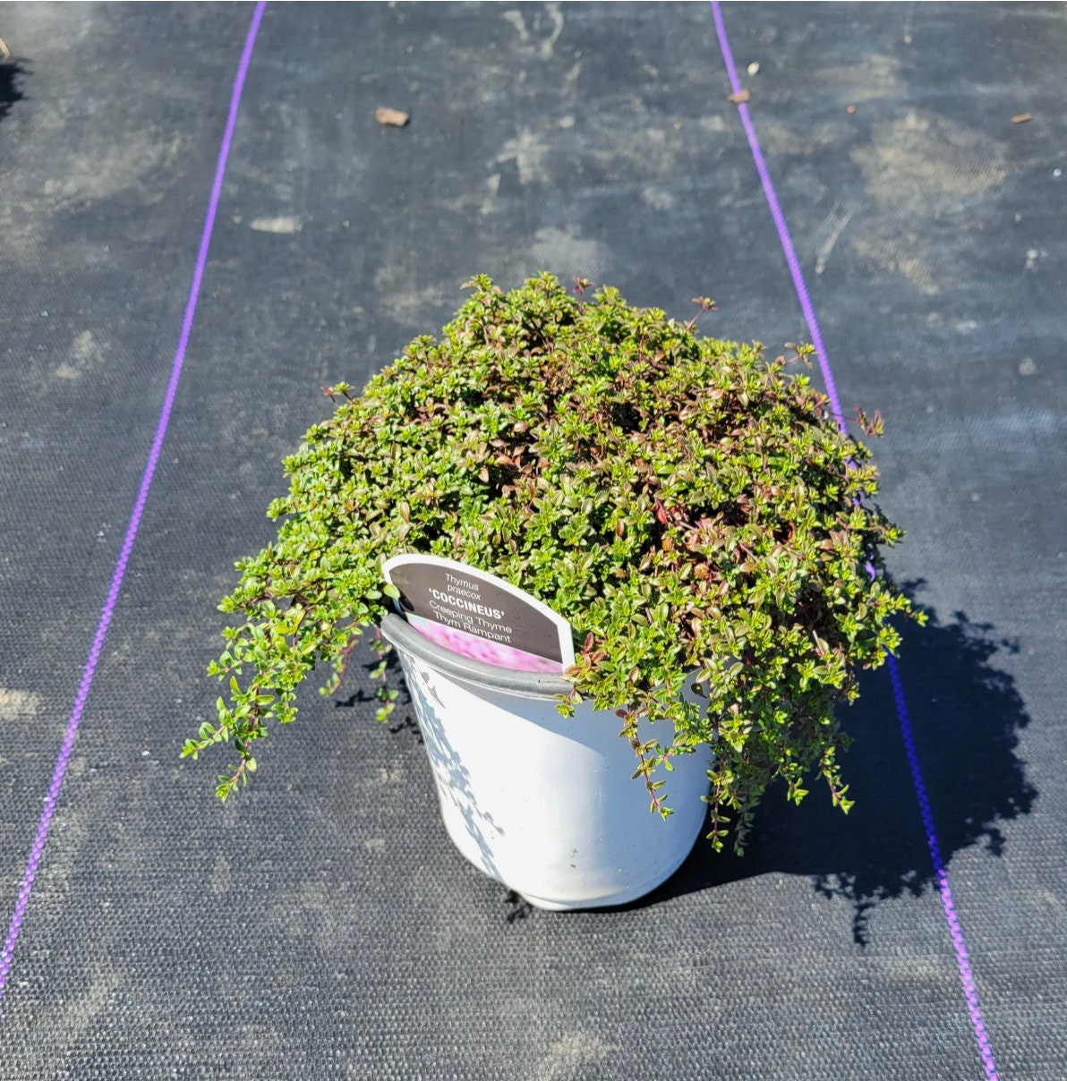 Creeping Red Thyme - Fragrant Ground Cover, Crimson Blooms, Easy Care - Fast Shipping