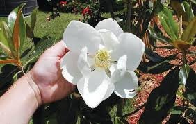 Little Gem Magnolia Tree |BUY One Get One FREE!!! | 1 Gallon or 5 Gallon Container | Free Shipping