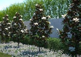 Little Gem Magnolia Tree |BUY One Get One FREE!!! | 1 Gallon or 5 Gallon Container | Free Shipping