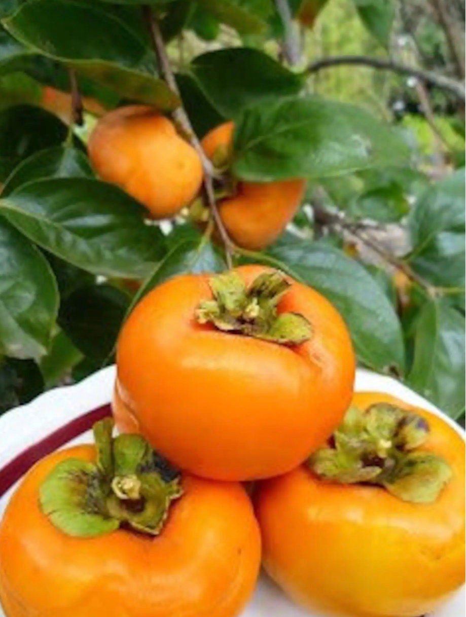 FUYU PERSIMMON - 3’ or 4’ Tall - FREE SHIPPING