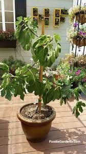 TURKEY FIG TREE - 3 Gallon - Free Shipping - Edible Fruit