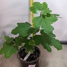 TURKEY FIG TREE - 3 Gallon - Free Shipping - Edible Fruit