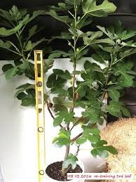 TURKEY FIG TREE - 3 Gallon - Free Shipping - Edible Fruit