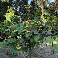 Georgia Red Muscadine | 1 GALLON | Free Shipping | Edible Fruit