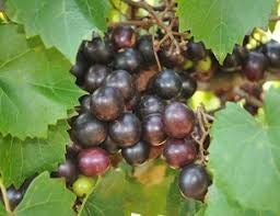 Georgia Red Muscadine | 1 GALLON | Free Shipping | Edible Fruit