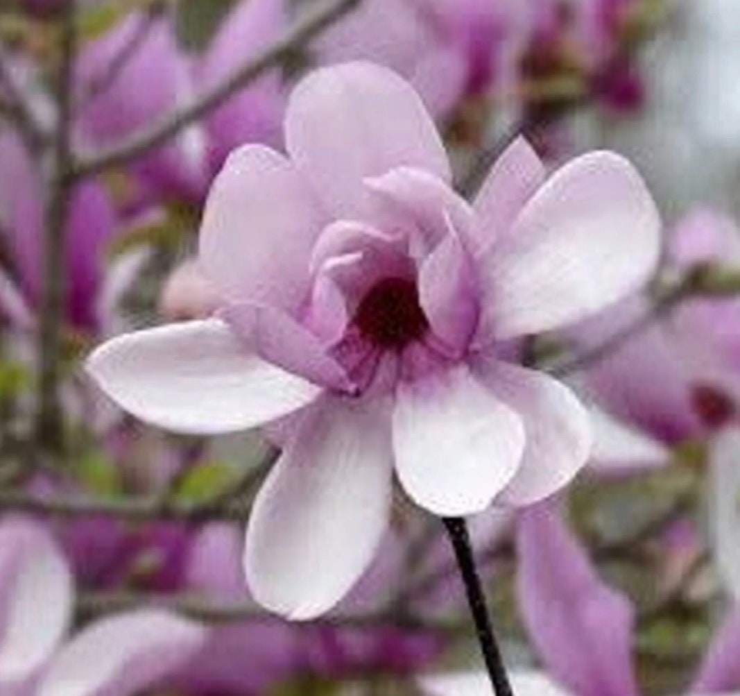 Saucer Magnolia