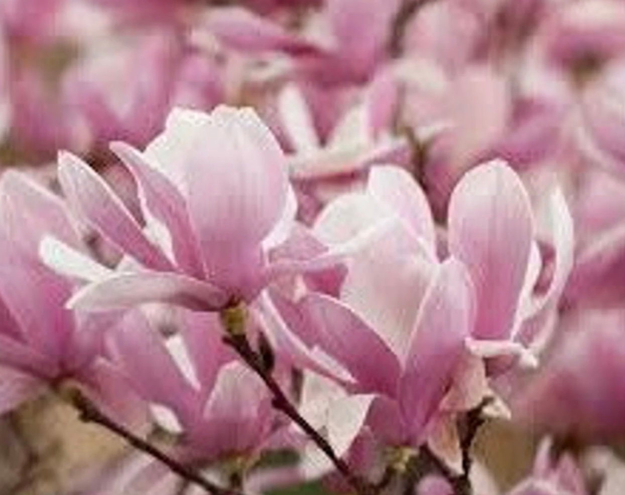 Japanese Saucer Magnolia ‘Alexandrina’ - Pink Flowers - Quart and 3 Gallon Plant Sizes to Choose From - Free Shipping