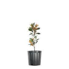 Little Gem Magnolia Tree |BUY One Get One FREE!!! | 1 Gallon or 5 Gallon Container | Free Shipping