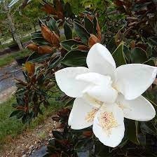 Little Gem Magnolia Tree |BUY One Get One FREE!!! | 1 Gallon or 5 Gallon Container | Free Shipping