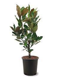 Little Gem Magnolia Tree |BUY One Get One FREE!!! | 1 Gallon or 5 Gallon Container | Free Shipping