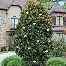 Little Gem Magnolia Tree |BUY One Get One FREE!!! | 1 Gallon or 5 Gallon Container | Free Shipping