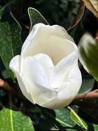 Little Gem Magnolia Tree |BUY One Get One FREE!!! | 1 Gallon or 5 Gallon Container | Free Shipping