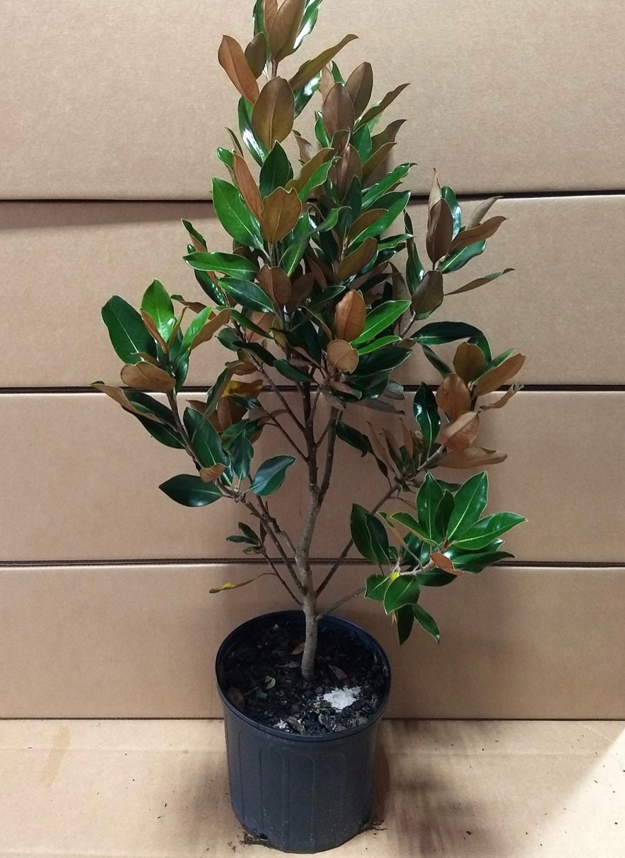 Little Gem Magnolia Tree |BUY One Get One FREE!!! | 1 Gallon or 5 Gallon Container | Free Shipping