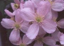 PINK CLEMATIS - "Mailbox Plant" - 1 Quart Size - Free Shipping!