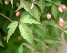 PINK CLEMATIS - "Mailbox Plant" - 1 Quart Size - Free Shipping!