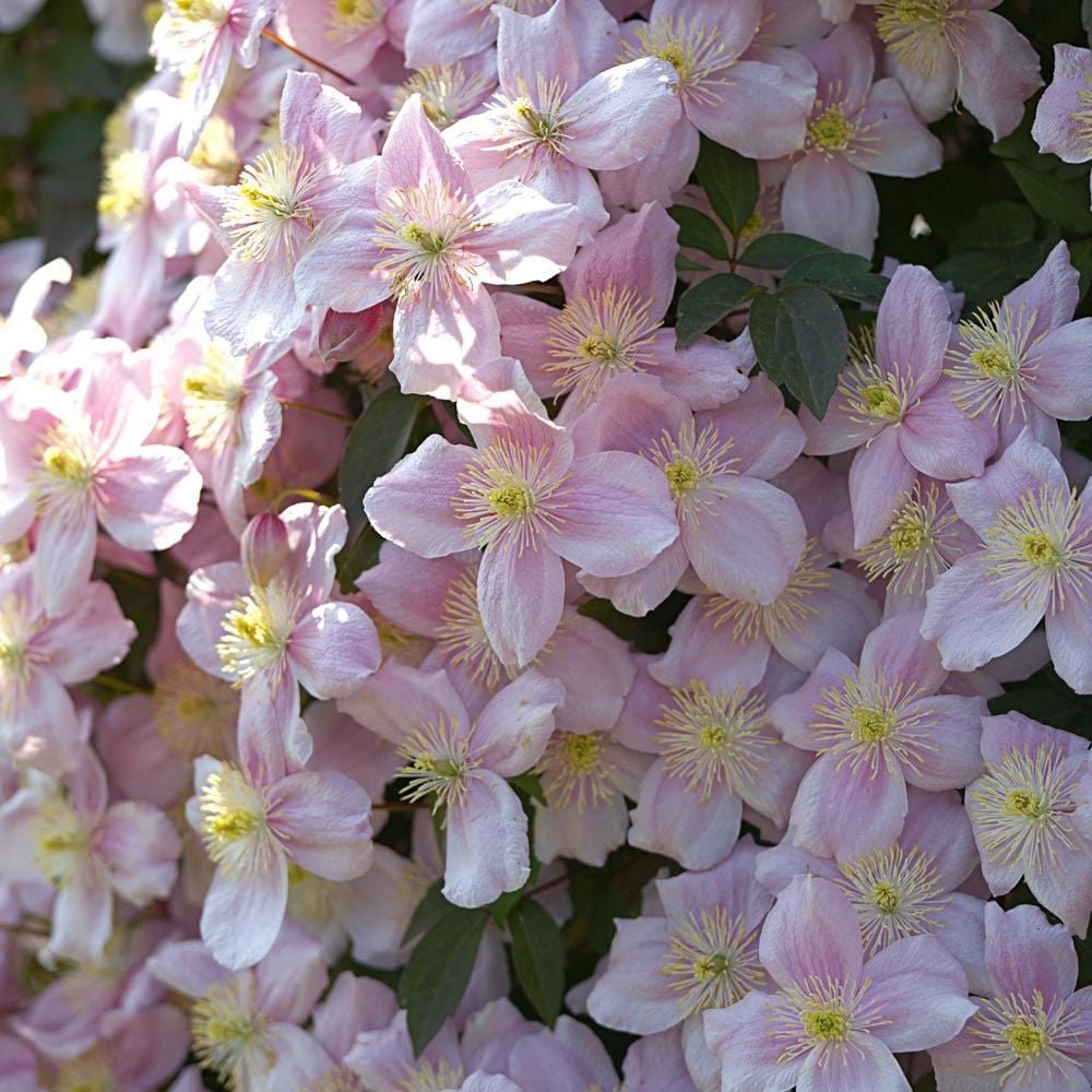 PINK CLEMATIS - "Mailbox Plant" - 1 Quart Size - Free Shipping!