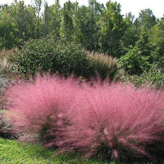 MUHLY GRASS - PINK - Quart Size - Free Shipping!